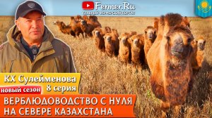 🐫Верблюдоводство на севере Казахстана. Подарок Бауржана Оспанова - новое направление развития фермы