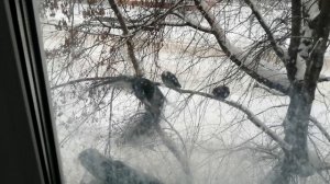 14.12.25г/обед для птиц/зима, сугробы.