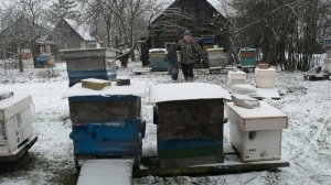 Почему замерзли пчелы