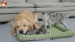 Котята и щенята 🐈🐶 Кошки и собаки 🤗 Милое видео про животных (23)