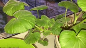 Осенняя обрезка пеларгонии пошла ей на пользу.