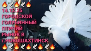 🔥🕊🔥 14.12.25 Птичий голубинный рынок в г.Новошахтинск. Николаевские голуби. Pigeons Fair.