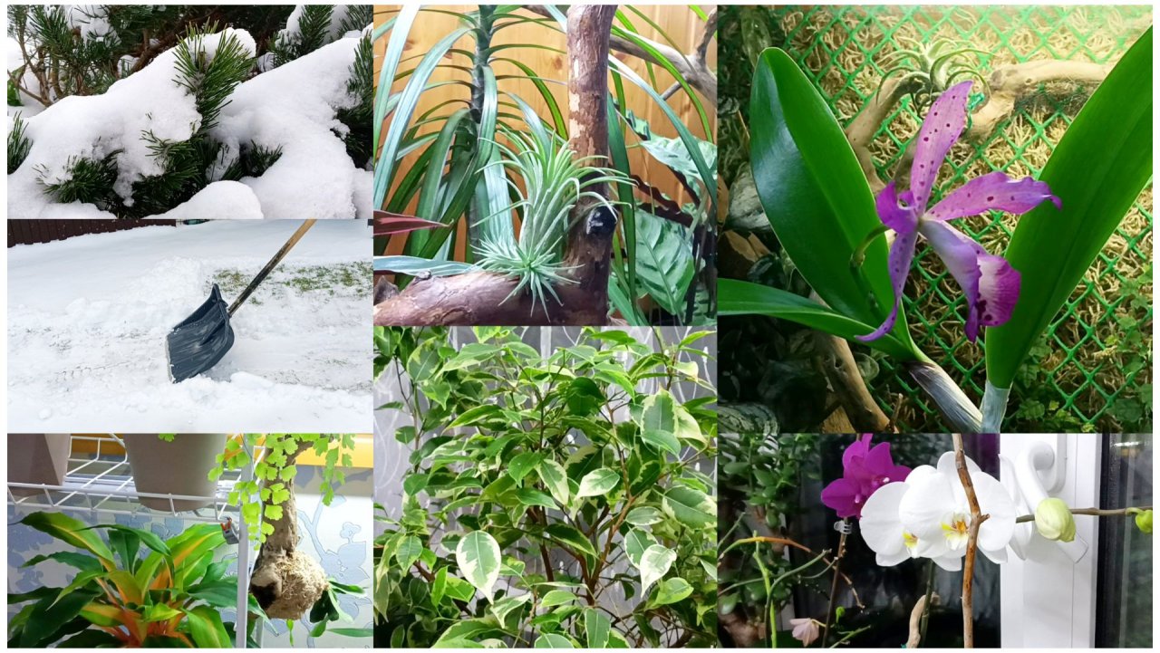 Зима. Пропала со всех радаров. Домашние цветы. Нежная Каттлея и капризная Палисота.