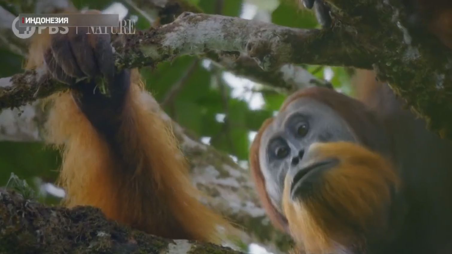 Наводнения в Индонезии привели к гибели редких орангутанов