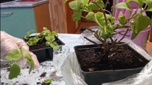 Черенкую петхоа, сажаю колеусы. 14-12-2025