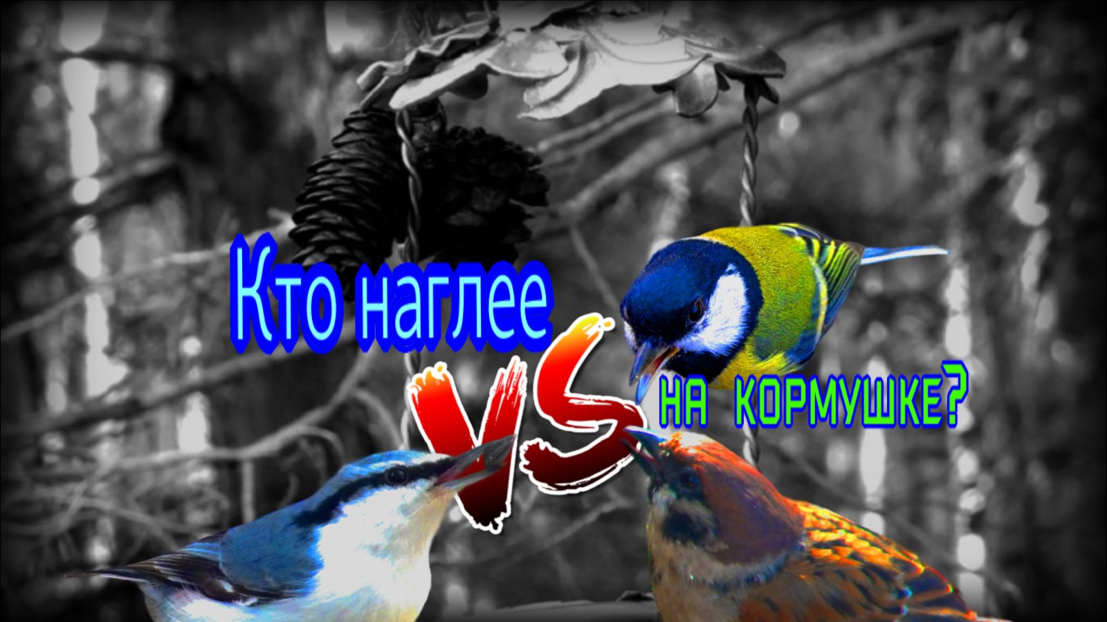 Злые птички на кормушке или кто наглее