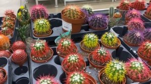 «Ашан» новое поступление комнатных растений. Большой выбор кактусов