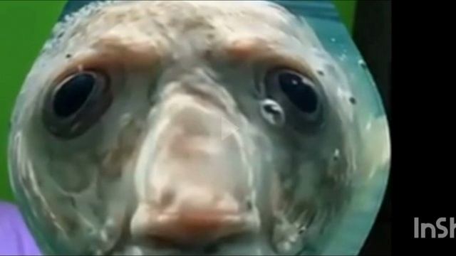 Я УЗНАЛ КОГДА ОБНОВЛЕНИЕ В ЧГ!