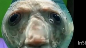 Я УЗНАЛ КОГДА ОБНОВЛЕНИЕ В ЧГ!