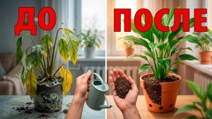 7 ГЛАВНЫХ ошибок начинающих цветоводов