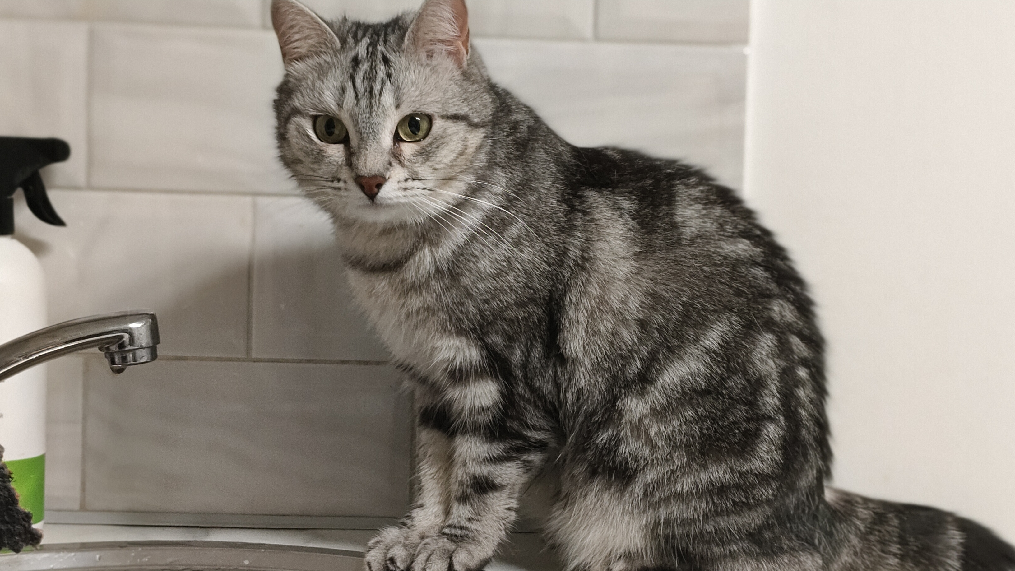 Кошечка в раздумьях