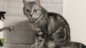 Кошечка в раздумьях