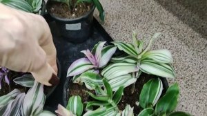 Традесканции зимой. Почему сохнут и пропадают. ГЛАВНЫЙ СЕКРЕТ УХОДА