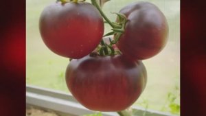 Каталог томатов на 2026 год. Часть 17.  СКИДКИ на СЕМЕНА!  г. Киров. т. 89229284031