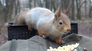 Голодные белки. Зарисовка