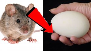 Как избавиться от мышей и крыс навсегда За 1 минуту.