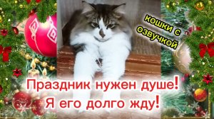 Кошки с озвучкой.