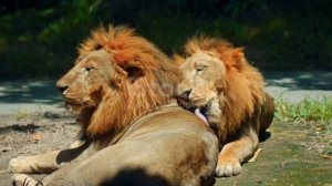 Классные львы 🦁🦁🦁