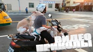 ПРИКОЛ \ ПОДБОРКА ПРИКОЛОВ Я РЖАЛ ДО СЛЕЗ, ЛУЧШИЕ ПРИКОЛЫ 2025 СМЕШНЫЕ ВИДЕО, ДЕВУШКИ , ПОДБОРКА