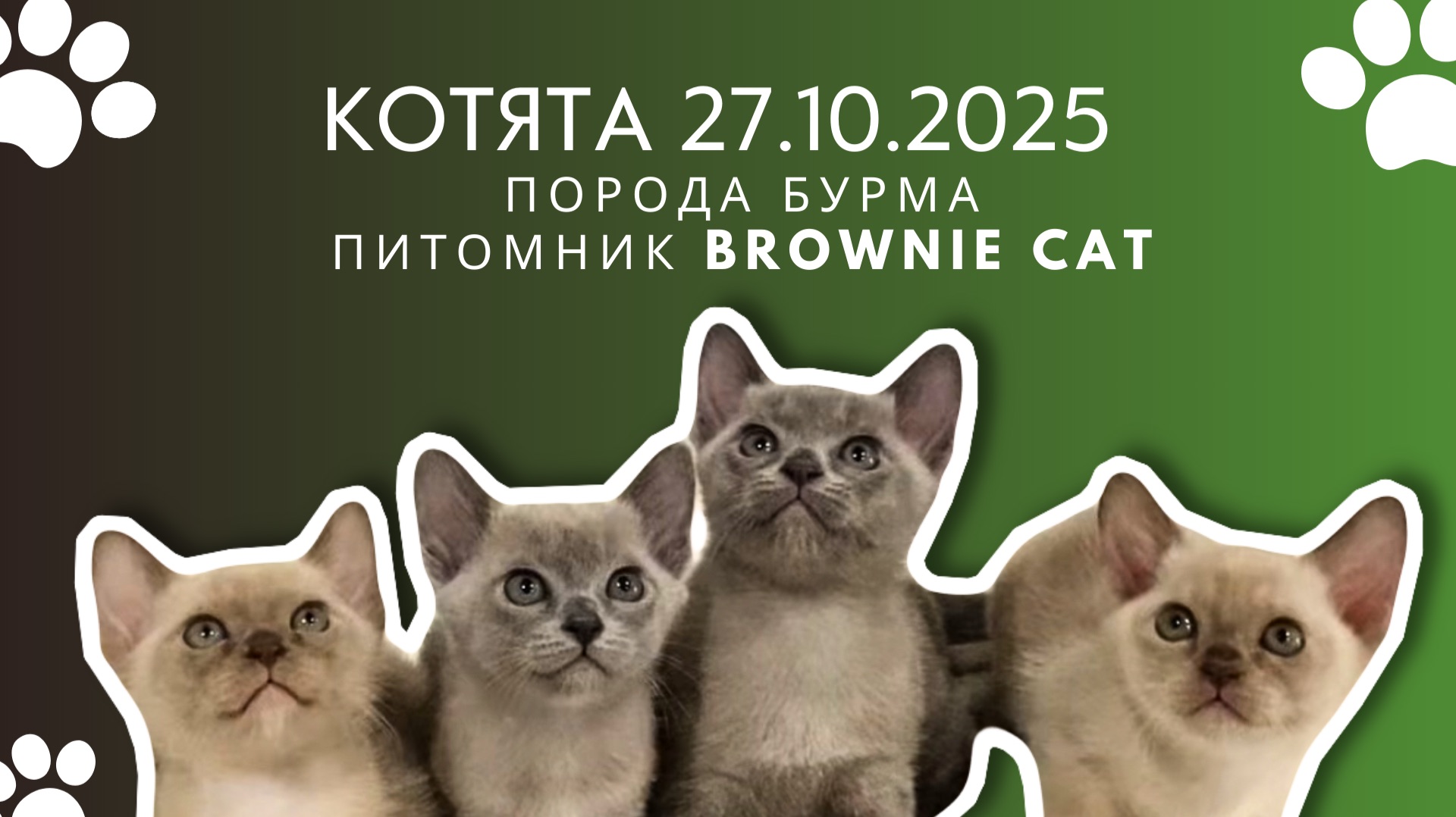 Бурманские котята 27.10.2025 #бурма