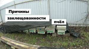 Три причины роста численности клещей Варроа