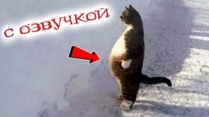 Приколы с котами С ОЗВУЧКОЙ Самые смешные животные