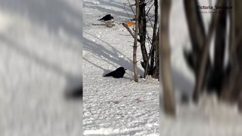 Голуби и птицы зимой #птицы