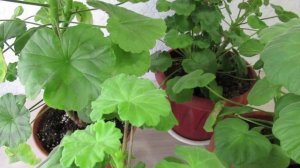 Без чего пеларгония долго не зацветет весной и будет только наращивать листву