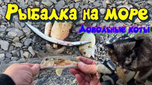 Коты остались довольны, рыбалка на море в ветреную погоду осенью