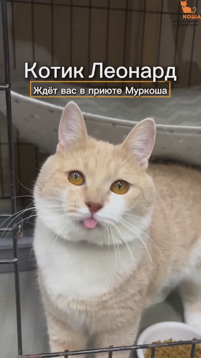 Леонард ждёт вас в приюте #Муркоша