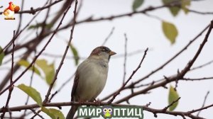 Мир птиц – красота и грация пернатых созданий Природы 🦩🦚🦜 Выпуск (418) 🦉🐦🐤