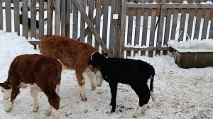 Собрали всех телят в одно стадо/Знакомство и первая прогулка
