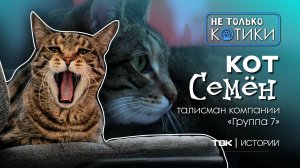 Кот Семен из рекламного агентства / «Не только котики»