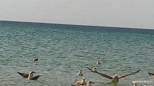 витязево август 25 г