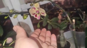 Что купила для орхидей. Не хочу больше молчать -  и не буду!!! Накипело.