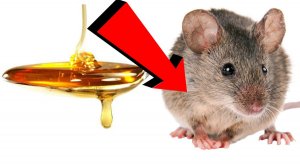 Как избавиться от мышей и крыс навсегда За 1 минуту.....