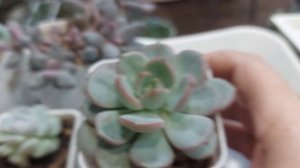 Обзор суккулентов| Моя коллекция ●●●