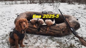 Охота с подхода  на утку  с молодым  спаниелем  Евой