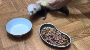 Мы выводим хорька Ларису покушать и поиграть,она такая ласковая,что уже дает нам всем себя погладить