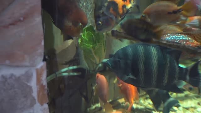 Немецукий 🇩🇪 - САЛАТ для цихлид смотреть онлайн