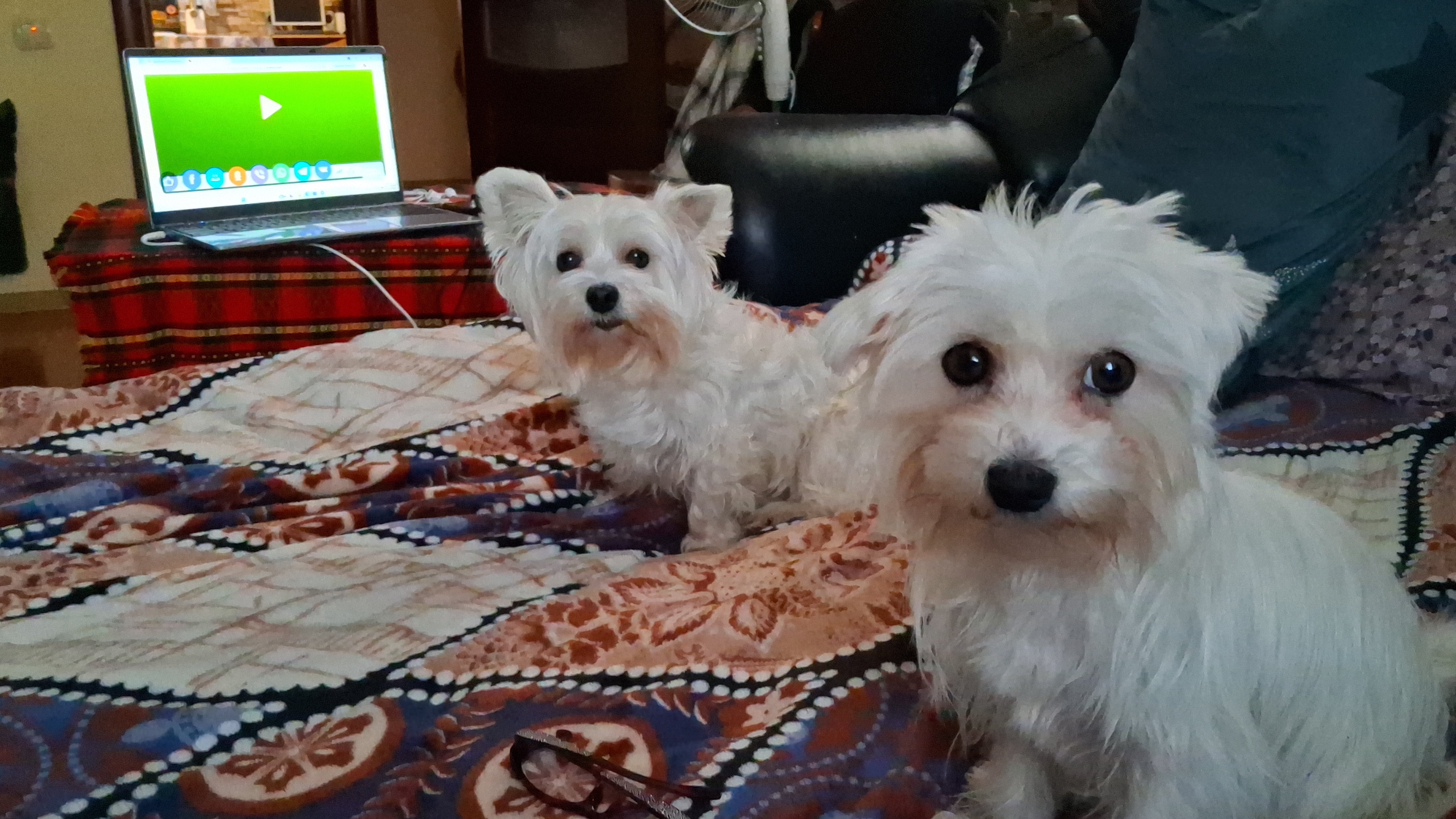 Мои красавицы!!!!