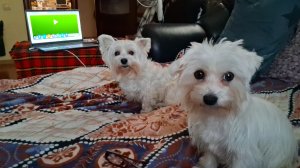 Мои красавицы!!!!