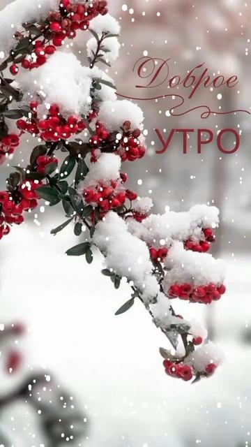 #доброеутро #shortvideo #video #видеооткрытка #видео #топ #рек #katyboro #рекомендации #врек