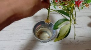 Супер корешки шеффлеры Мадам де Смет.
Укореняю в воде.