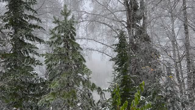 Белокуриха туманная-24_День 1