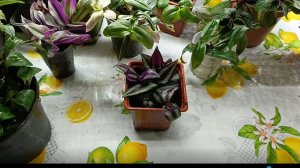 А я всё тружусь. Традесканции.