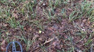 Нормально так покопал. Хабарный лес