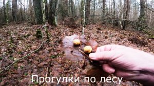 Прогулки по лесу.  Прогулка по прежним грибным местам.