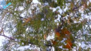 "Зима" дуэт с Кариной🫕💃💃👌🎄🎄🎄🎄🎠❄️❄️❄️