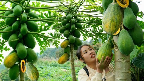 Мама поневоле Дуонг собирает папайю для продажи на рынке.